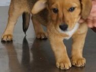 Nelly ❤️ Schutzgebühr 500 Euro - Burgsinn