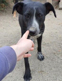 Lybelle 48 cm - Alpenrod