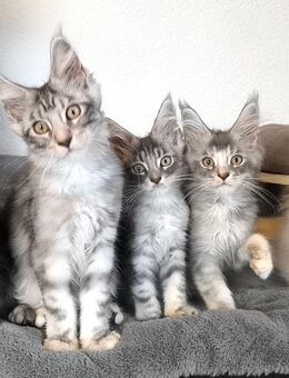 Maine Coon kitten mit Stammbaum - Lampertheim
