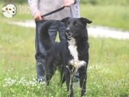 Jordao sucht ruhige geduldige Familie - Untergruppenbach