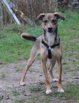 Nero- Glück und Liebe im zweiten Anlauf? - Elmshorn