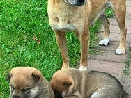 Shiba Inu mix Weibchen - Herford (Hansestadt)