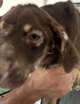 Sky Armer Junghund sucht sein Zuhause - Neuberg