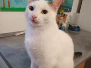 Schmuser Snowy wartet auf sein Glück! - Freilassing