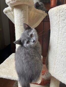 BKH Babykatzen - Homburg
