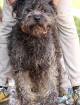 Pira - aufgewecktes Wuschelmädchen - Lohra