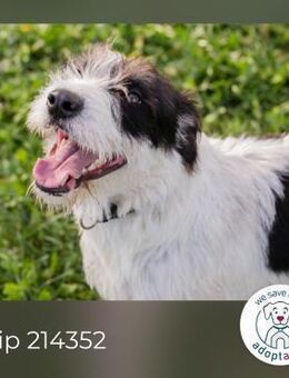 Chip 214352: sucht ein Zuhause - Kirchzell