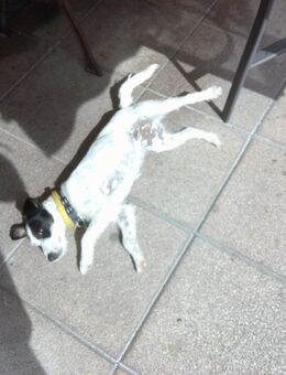 In Liebevolle Hände Jack Russel - Leutenbach (Bayern)