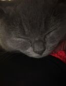 Wunderschöner Kater sucht ein neues zu Hause in 37154