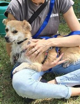 Lotte - jung und verträglich - in DE - Westerholt