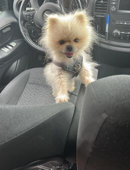 Pomeranian Chicko sucht ein neues Zuhause - Melsdorf