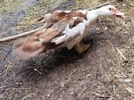 Enten ( Zuchtstamm ) - Warmsen
