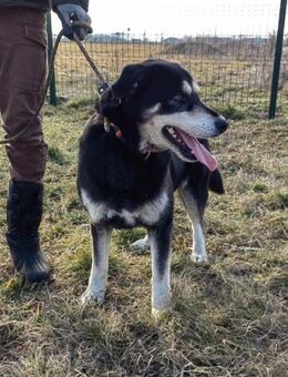 Nala wartet auf ihre Menschen - Nordwalde
