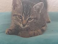 Katerchen sucht liebevolle Zuhause - Waldbrunn (Westerwald)