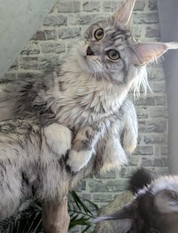 12 Monate junge Maine Coon Mädchen mit Ahnentafel - Lintig