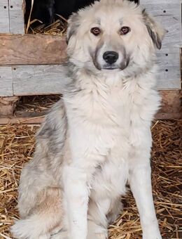 SERAPHINA - süße Fellnase - Weiterstadt