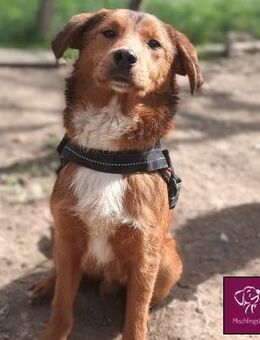 Hier kommt Flash! 🐕 - Spenge