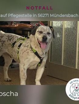 Aljoscha: beeindruckend charismatisch DE - Kirchzell