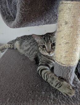 Tigerkatze | EKH BKH-Mix | Kater - Mülheim (Ruhr)