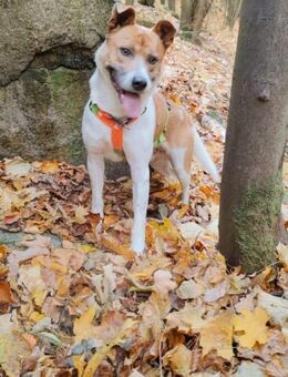 Sportlicher Schmusebär Tyson - Marktleugast