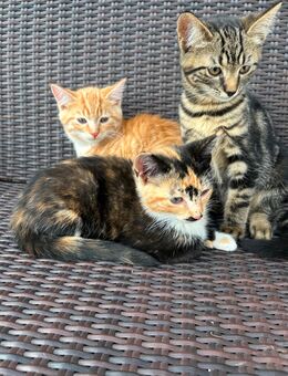 Zahme Kitten abzugeben - Oelde Zentrum