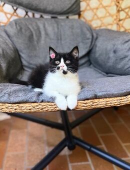 Zuckersüße Bkh Kitten abgabe 20.09.25 - Köln