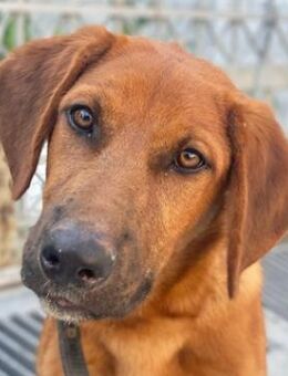 Cito, geb. ca. 02/2025, GRIECHENLAND, - Euskirchen