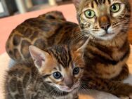 Bengal Kitten mit Stammbaum - Weener