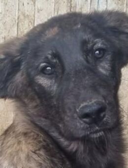 MELISSA-wunderschöne Jung-Hündin,46cm(W) - Rösrath