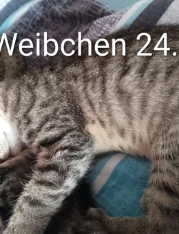 Kitten in liebevolle Hände abzugeben - Villmar (Marktflecken)