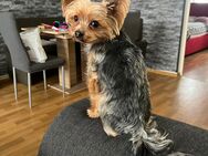 Yorkshire Terrier Rüde - Halle (Saale)