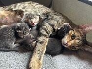 Suchen ein liebevolles Zuhause für unsere 4 Kitten (3 Kater 1 Kätzchen) Abgabe erst ab dem 03.10.24 - Remseck (Neckar) Remseck