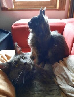 Reinrassigen Maine Coon Kitten, am 3 Juli geboren, die Cat- Altern XXXL große Katzen natürlich besitzen Stammbaum - Bielefeld Zentrum