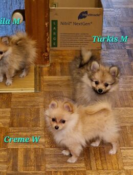 Zwergspitz Welpen suchen liebevolles zu Hause - Ronshausen