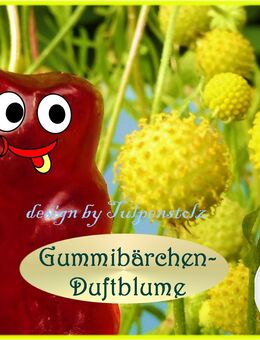 ♥ Gummibärchen Duftblume,Samen Heilpflanze,Kräuter,Samen Tulpenstolz Cephalophora Aromatica,Kindergarten,gelb - Hamburg