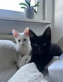 2 main coon Mischlinge zu verkaufen in 46483