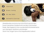 Shepadoodel Welpen - Schäferhund+Königspudel