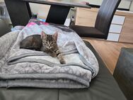Katzen Baby abzugeben - Doberschau-Gaußig