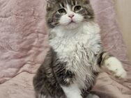 2 reinrassige Maine Coon / Ragdoll Mix Kitten - Mainhardt