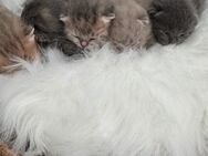 ♥️ Bkh Babykatze Britische Baby Katzen ♥️ - Wesseling
