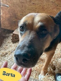 Berta VA, sanftmütig und ruhig - Rheine