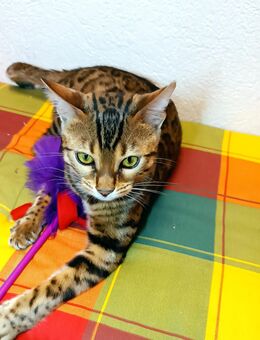Katze. Bengal Jungkatze. - Bad Schönborn