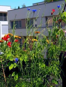 Balkonblumen Balkonkasten Blumen Balkon Hochbeet Samen Mischung Balkonblumensamen Balkonkasten Blumentopfmischung Saatgut Samenmix bunte Blumen wildflower für Balkon Geschenk flower present BieneSWR Vatertag Blumenwiese - Pfedelbach