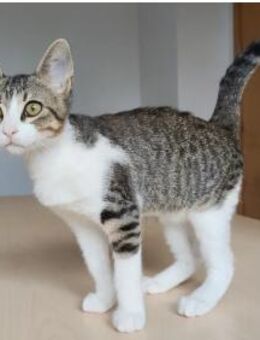 Cairo- freundlich und aufgeschlossen - Wilhelmsfeld