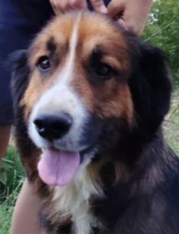 MISCHKA sucht Familie - Gefrees
