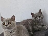 2 bkh kitten männchen - Moers