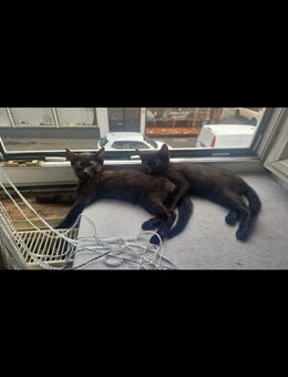 Süsse katzen babbys - Balingen