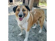 Barney Pflegestelle oder Zuhause gesuc - Oberwies