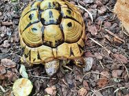 Adulte weibliche griechische Landschildkröten - Oelde