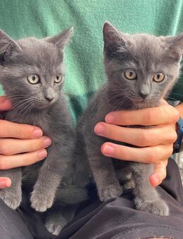 Britisch Kurzhaar / Thai Siam Kitten - Bentwisch